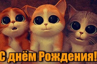 Гифки на день Рождения с Котами (15 gif картинок)