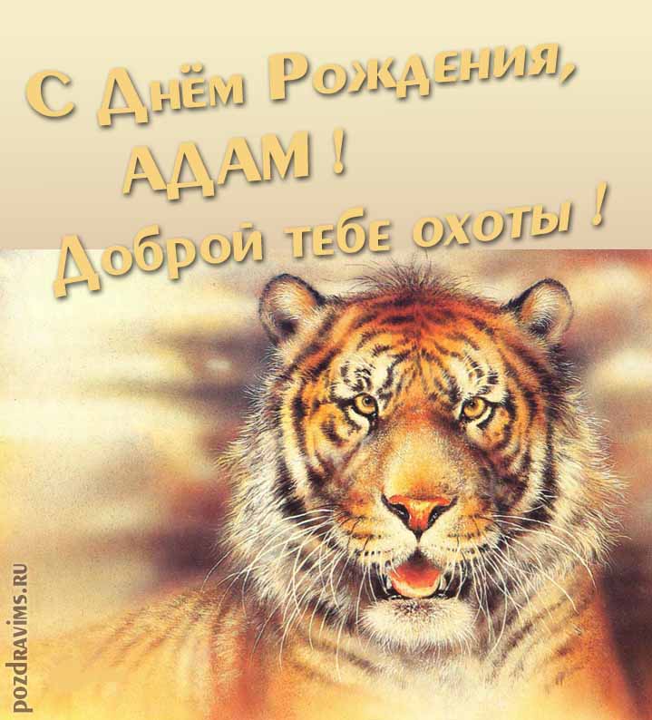 Прикольная картинка с суровым тигром "С днём рождения, Адам! Доброй тебе охоты!".