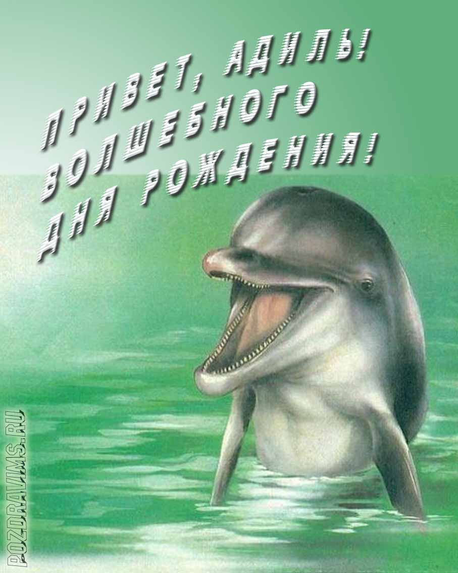 Прикольная картинка с дельфином "Привет, Адиль! Волшебного дня рождения!".