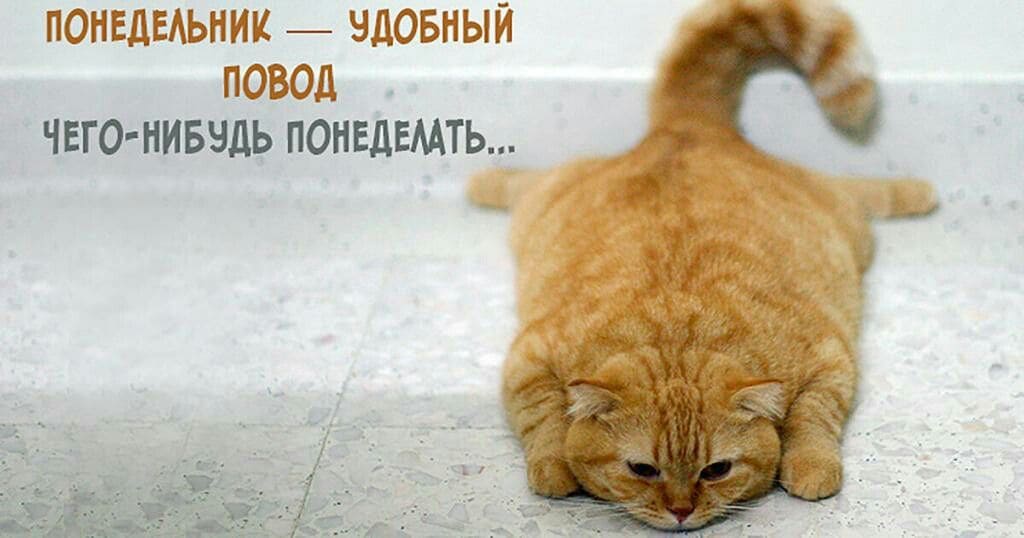Понедельник удобный повод, чего-нибудь понеделать