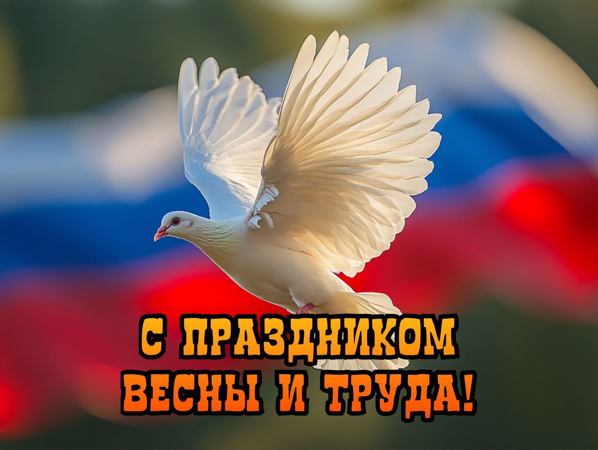 Голубь мира на праздник Весны и Труда! С 1 Мая!