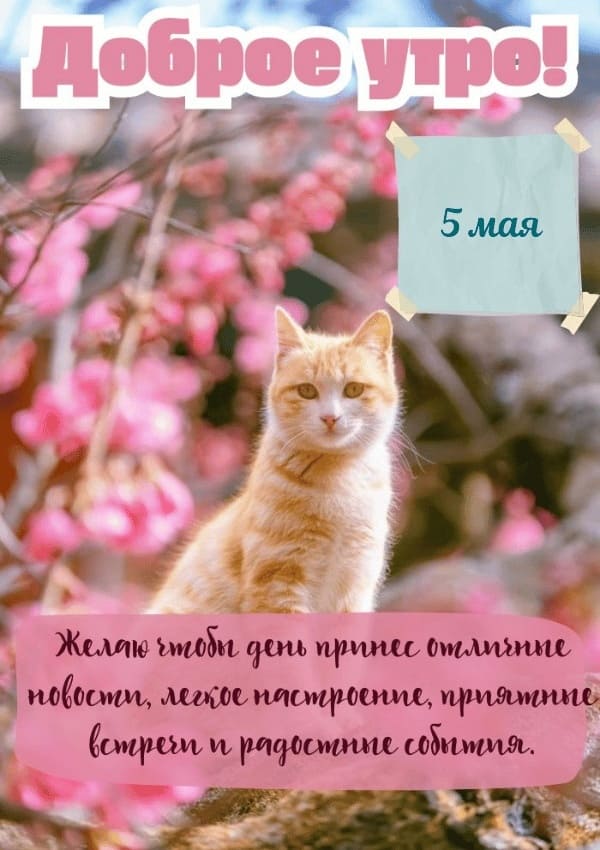 Прикольная открытка с добрым утром 5-го Мая с котом