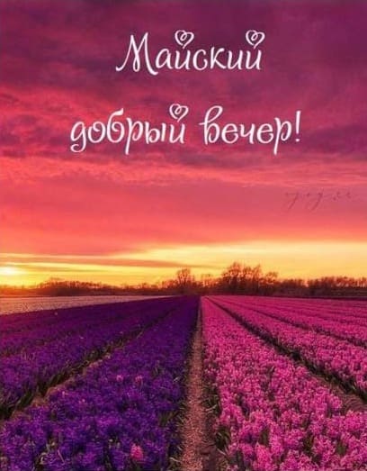 Майского доброго вечера - открытка с лавандовым полем