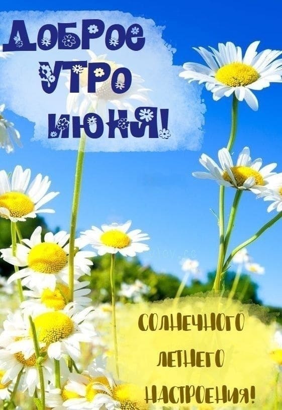 Ромашковая открытка доброе утро Июня! Солнечного летнего настроения!