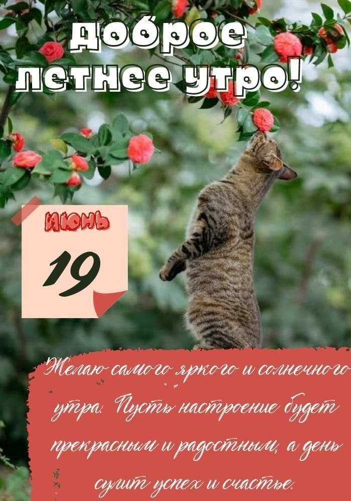 Картинка с добрым утром 19 Июня с котом