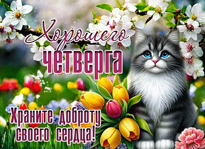 Красивая gif картинка хорошего Четверга! с весенними цветами и котом