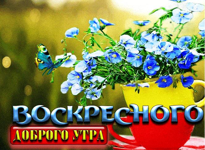 Нежная гифка с бабочкой на весенних цветах и пожеланием Воскресного доброго утра!