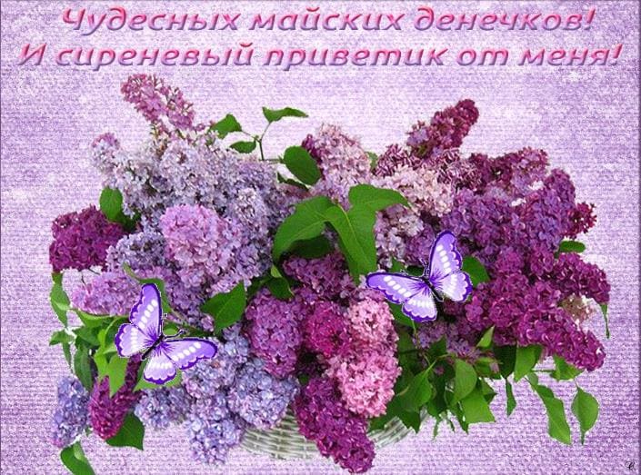 Чудесных Майских денёчков! И сиреневый привет от меня!