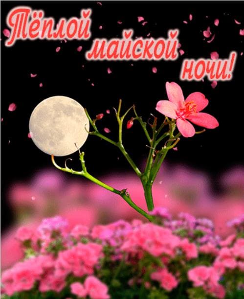 Тёплой майской ночи - картинка пожелание с цветами