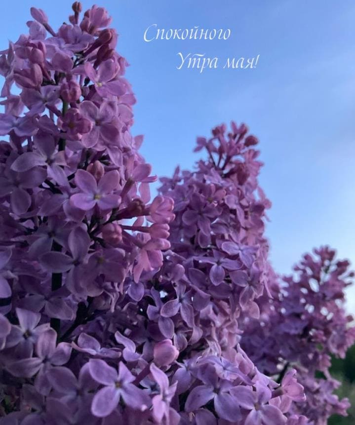 Спокойного утра Мая!