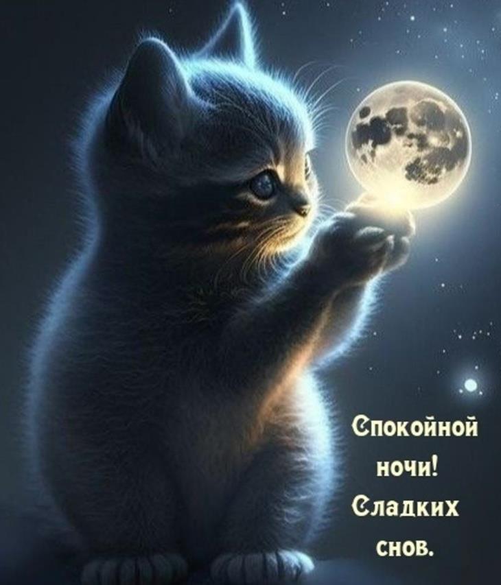 Котик желает спокойной ночи! И сладких снов!