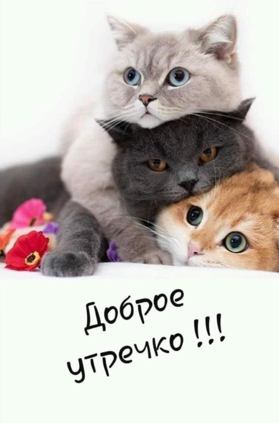 Доброе утречко! - прикольная картинка с котами