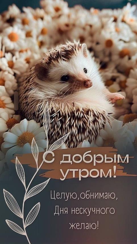 С добрым утром! Целую, обнимаю, дня нескучного желаю! - картинка с ёжиком