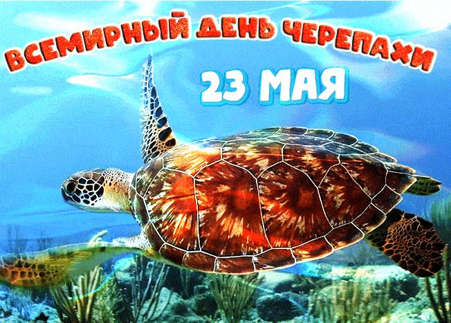 Гифка на Всемирных день черепахи 23 Мая