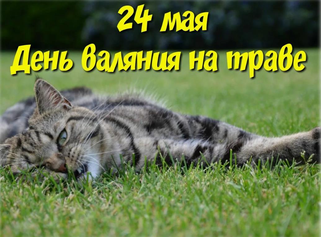 24 Мая - день валяния в траве! - картинка с кошкой