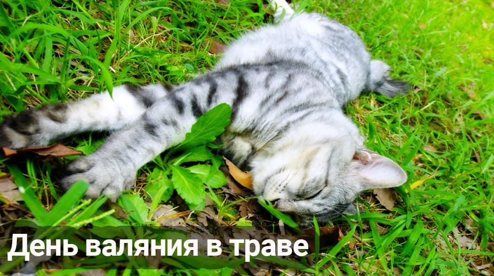 Прикольная открытка с кошкой на день валяния в траве