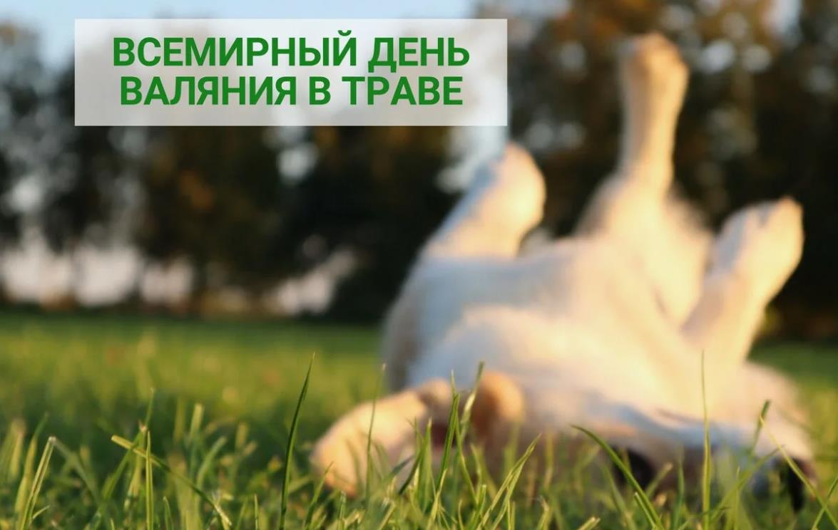 Картинка всемирный день валяния в траве