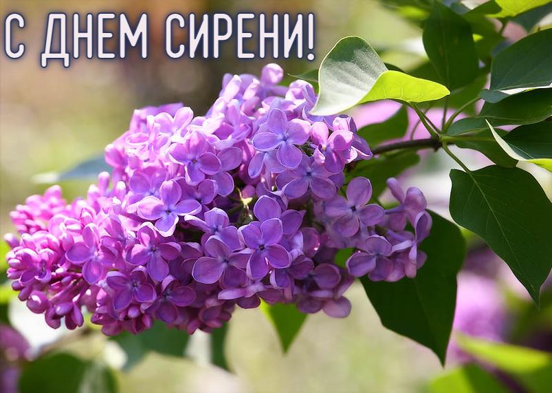 С днём сирени!