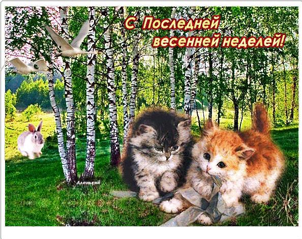 Гифка поздравляю с последней весенней неделей!