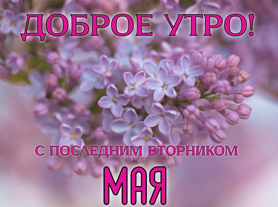 Доброе утро! С последним Вторником Мая! - открытка с сиренью