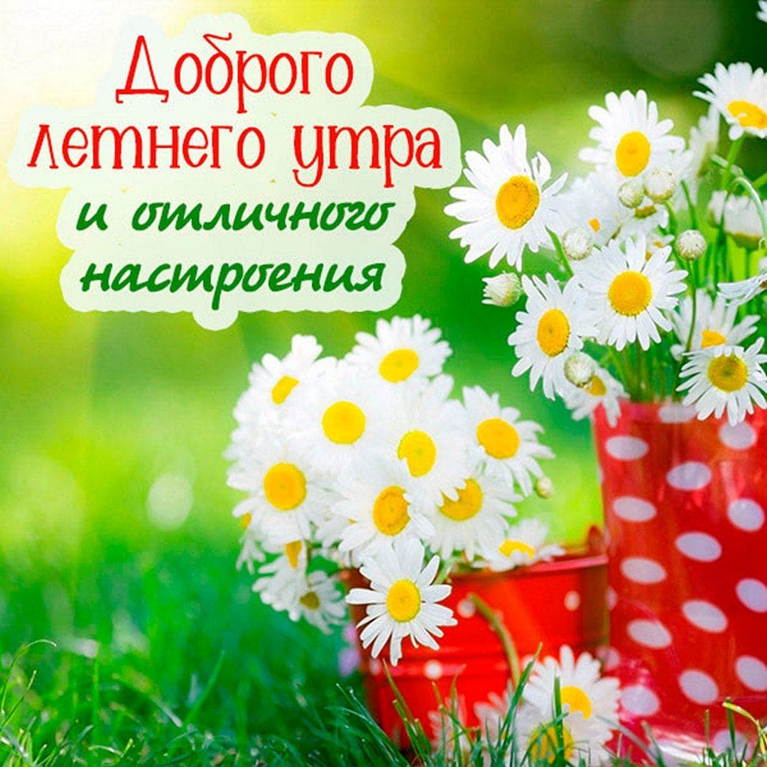 Ромашковая картинка доброго Летнего утра и отличного настроения!