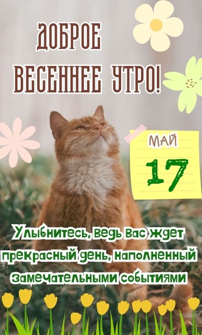 Прикольная картинка с рыжим котом и пожеланием доброго весеннего утра 17 Мая! Улыбнитесь, ведь Вас ждёт прекрасный день, наполненный замечательными событиями!