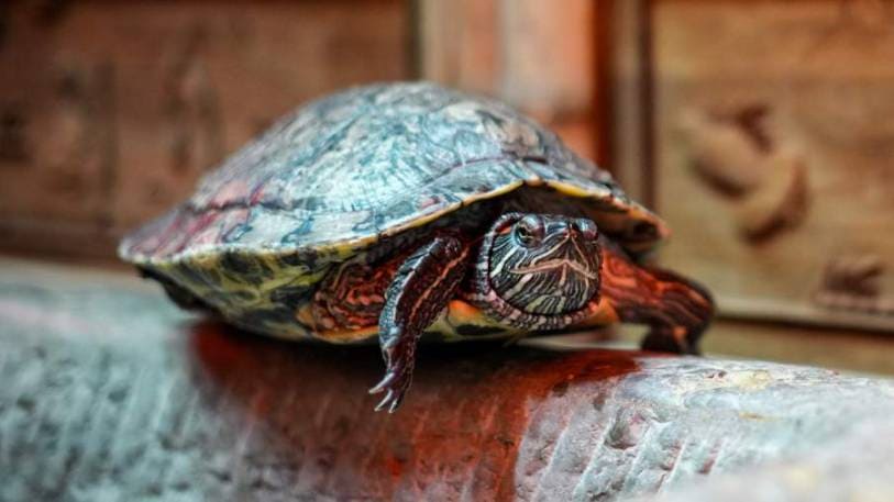 Видео открытка - поздравлением на всемирный день черепахи 23 мая