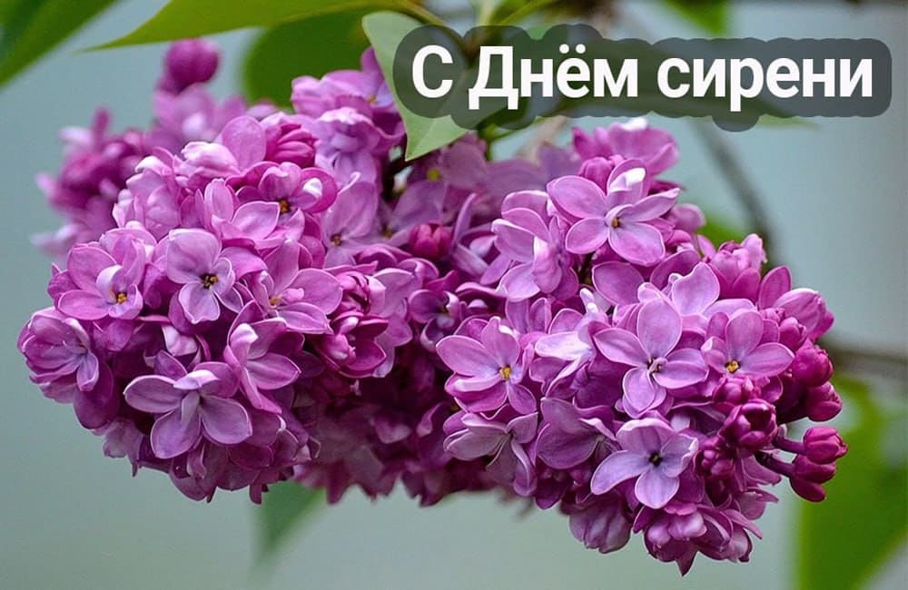 Красивая картинка - поздравление с днём Сирени