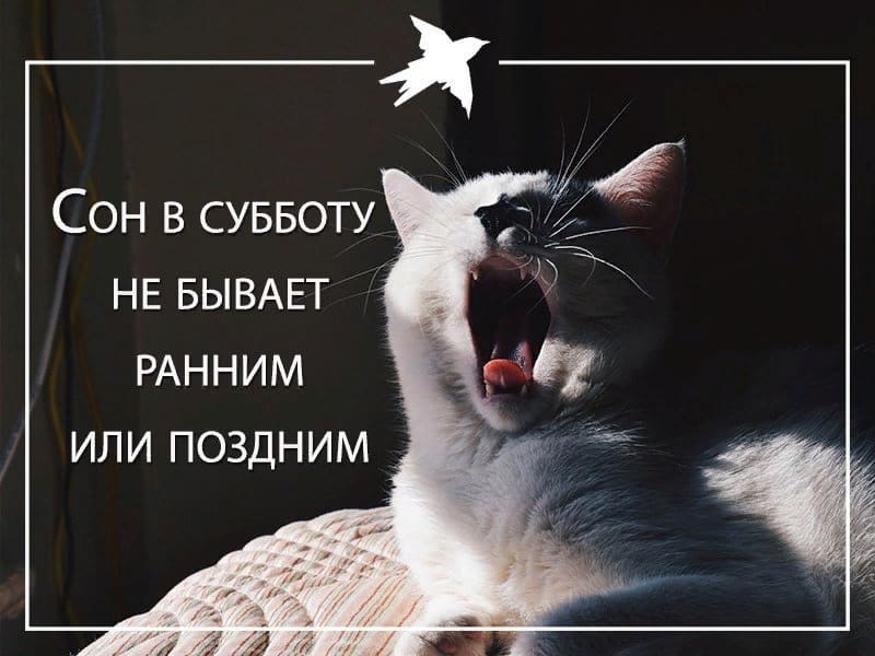 Смешная открытка про сон в субботу