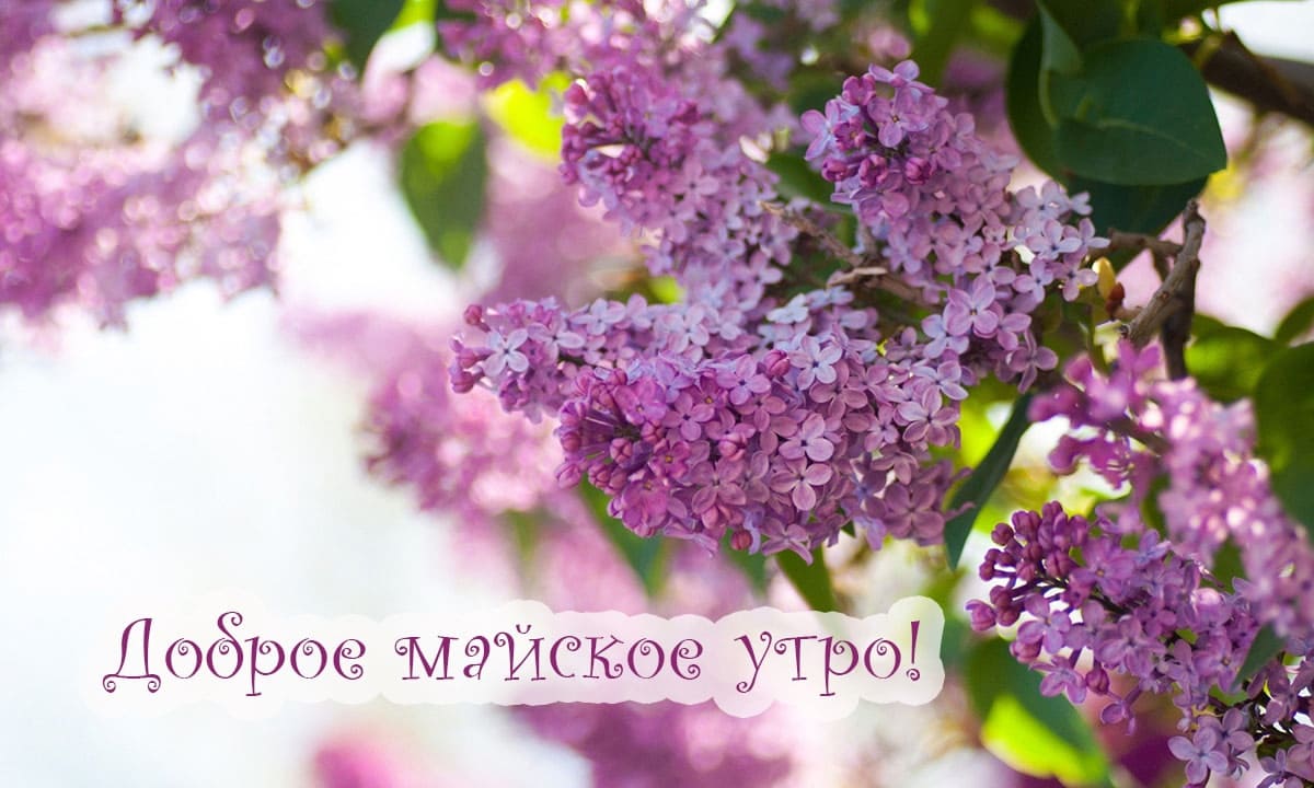 Сирень майским утром - весенняя открытка
