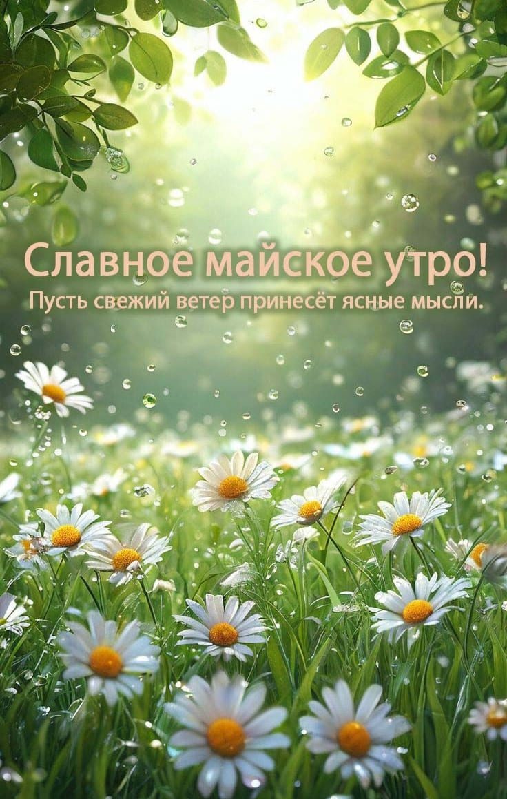 Славное Майское утро! - открытка с ромашками