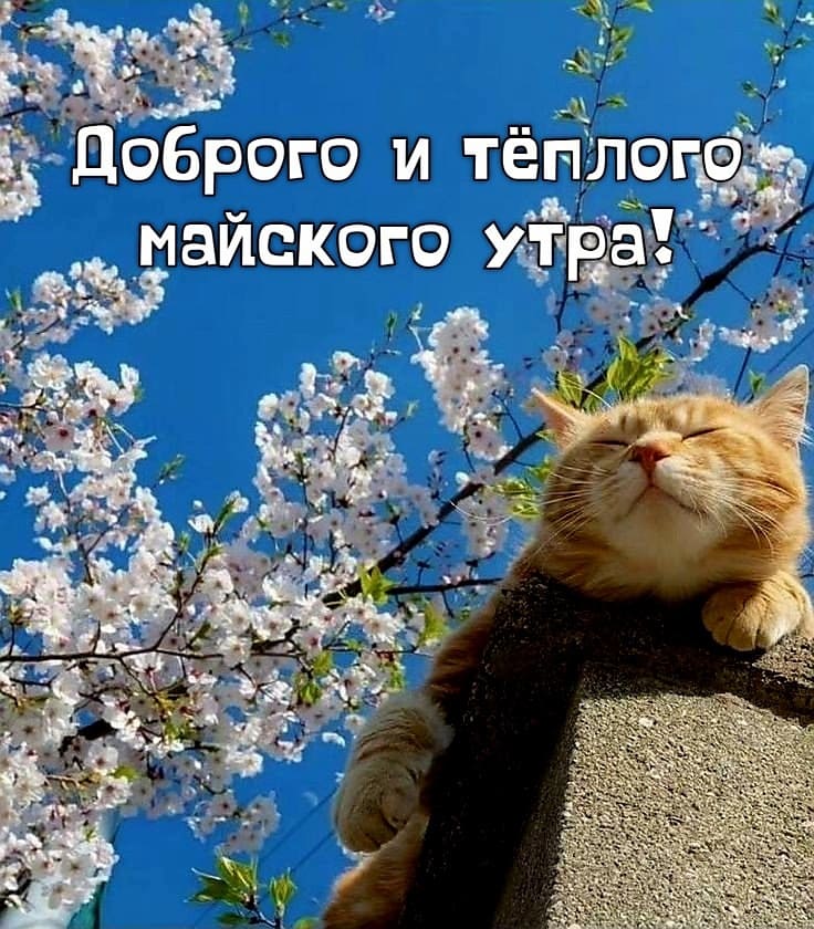 Смешная картинка доброго и тёплого майского утра с котом