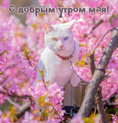Открытки с добрым утром Мая