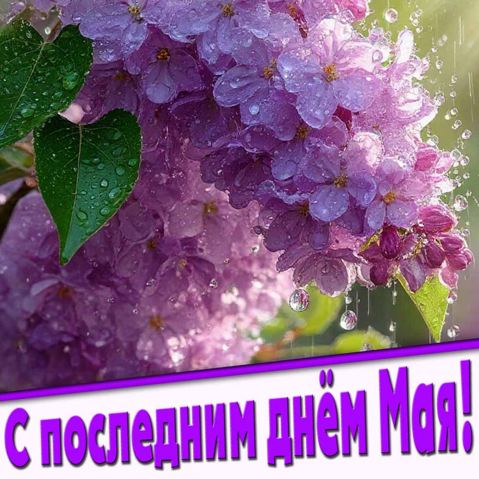 С последним днём Мая! - картинка с сиренью