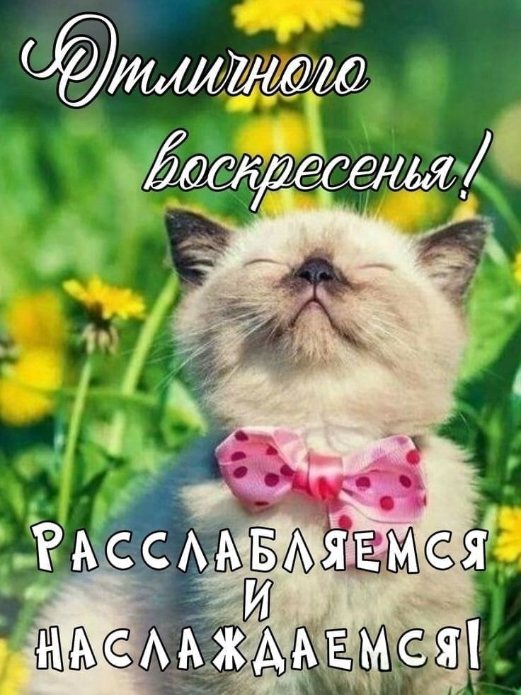 Отличного Воскресенья! Наслаждаемся и расслабляемся! - смешная открытка с котиком