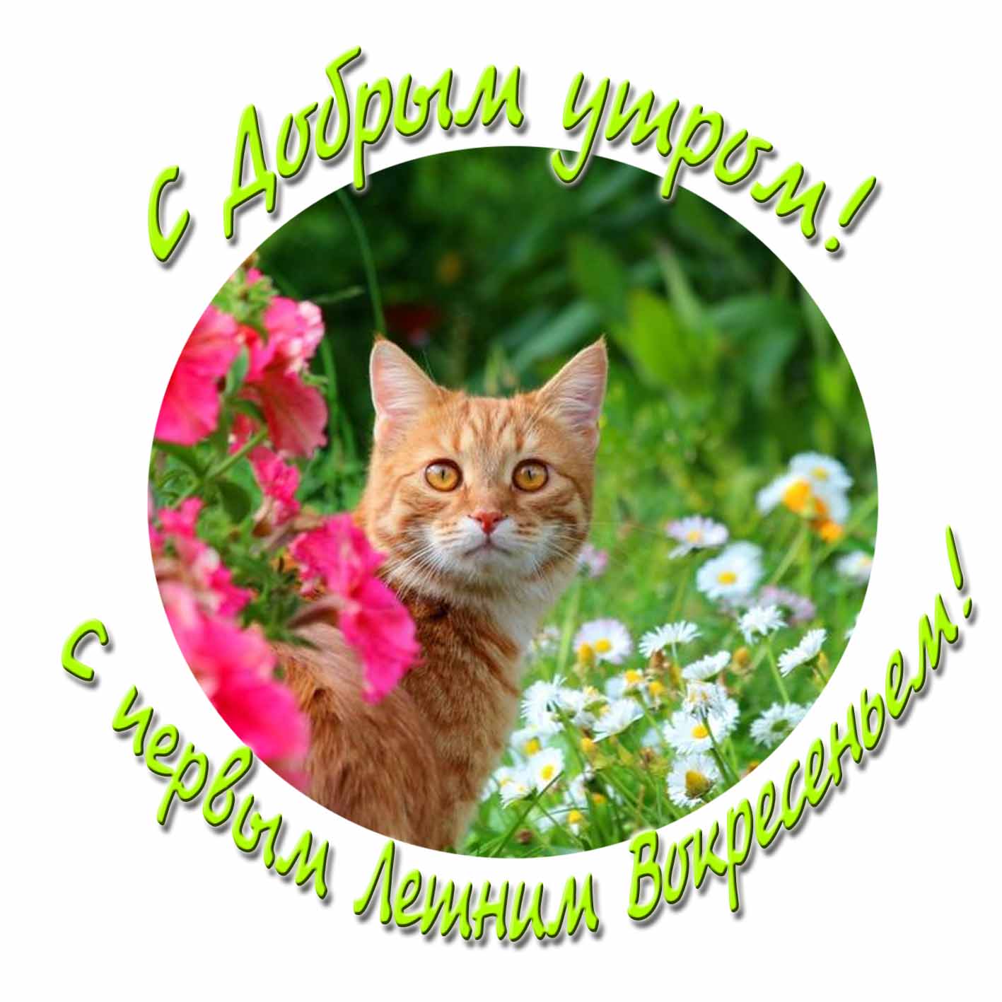 Прикольная открытка с добрым утром! С первым летним воскресеньем!