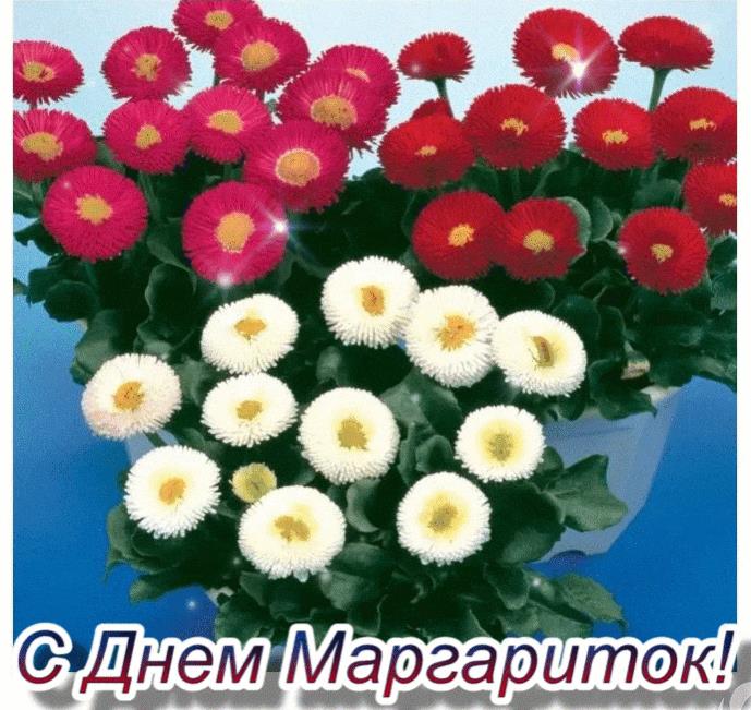 Гифка с днём Маргариток
