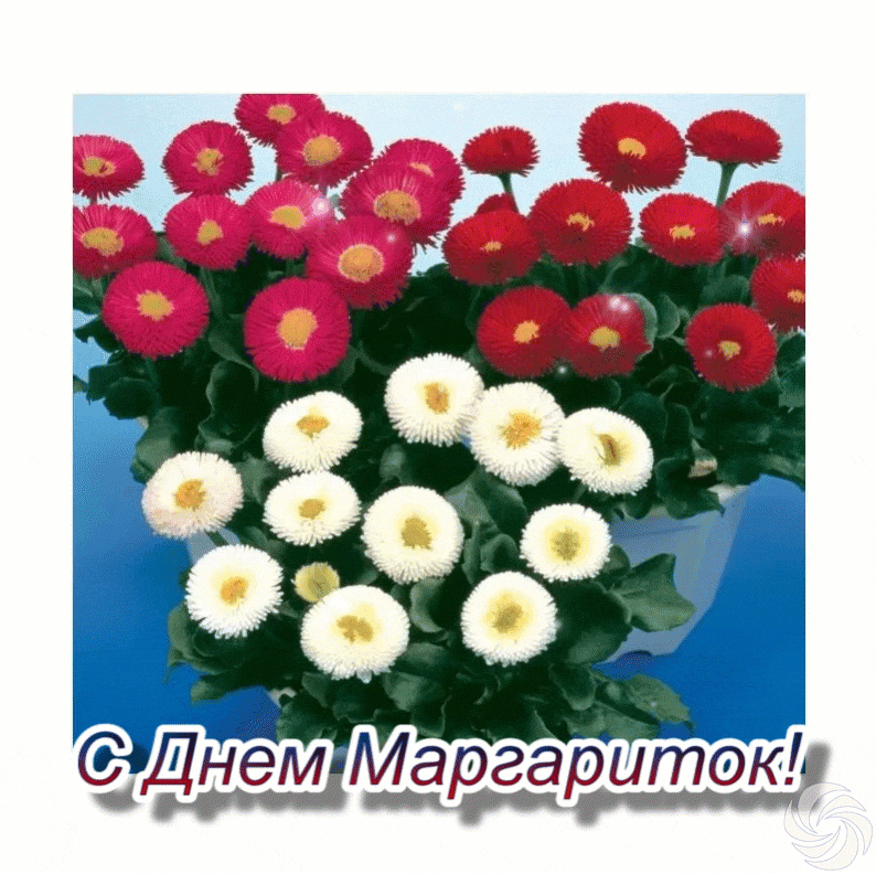 Гифка с днём Маргариток