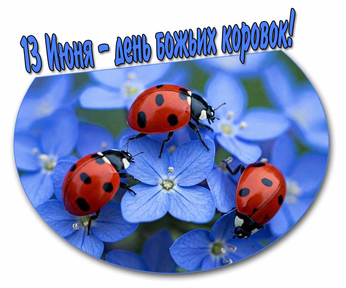 Красивая картинка "13 Июня - день божьих коровок"