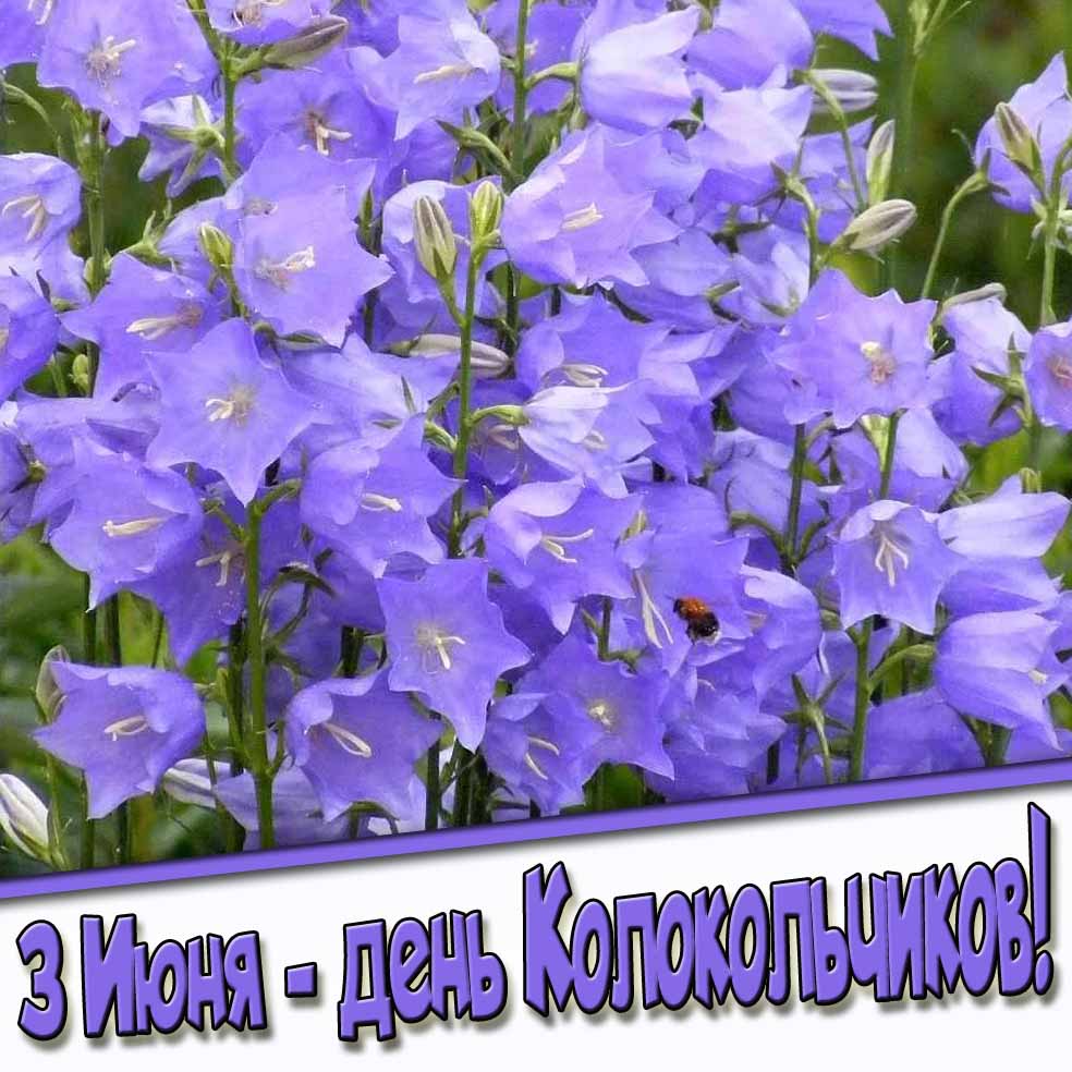 Открытка 3 Июня - день колокольчиков!