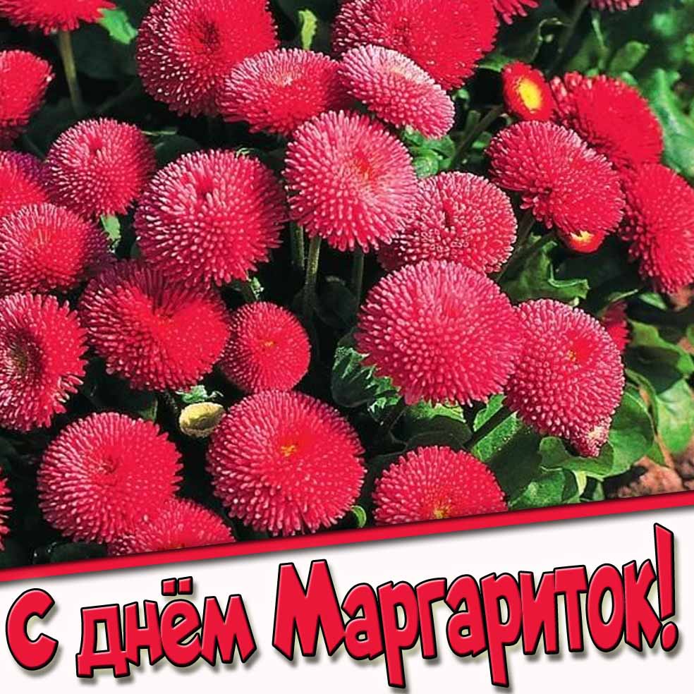 Летняя картинка с днём маргариток