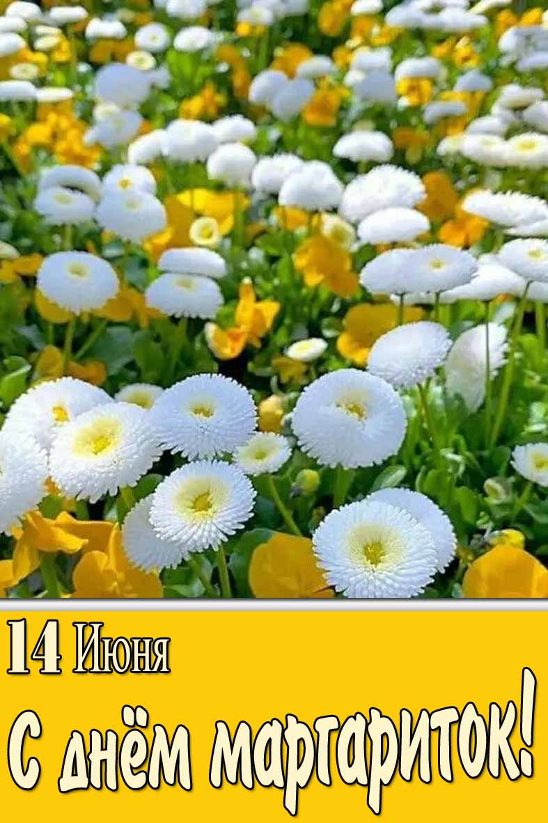 14 Июня день маргариток! - открытка на телефон