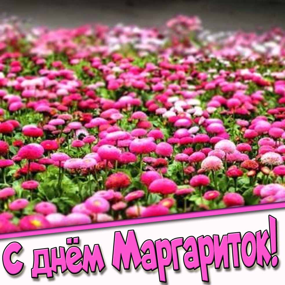 С днём маргариток! - поздравительная картинка