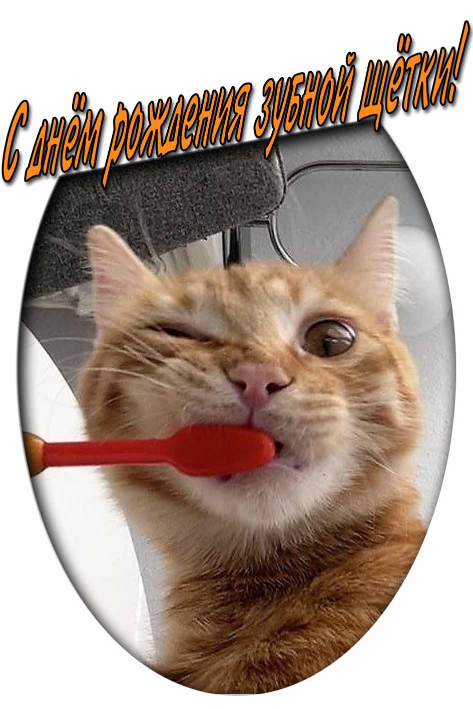 С днём рождения зубной щётки! - смешная открытка с котом
