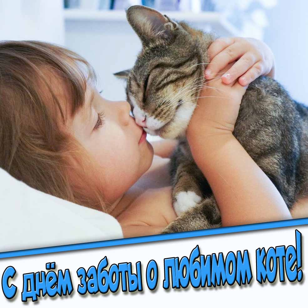 Красивая открытка с днём заботы о любимом коте