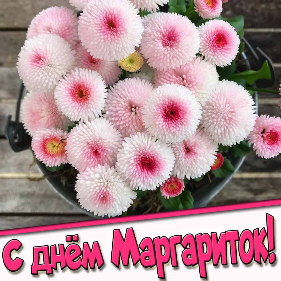 С днём маргариток! - красивая открытка