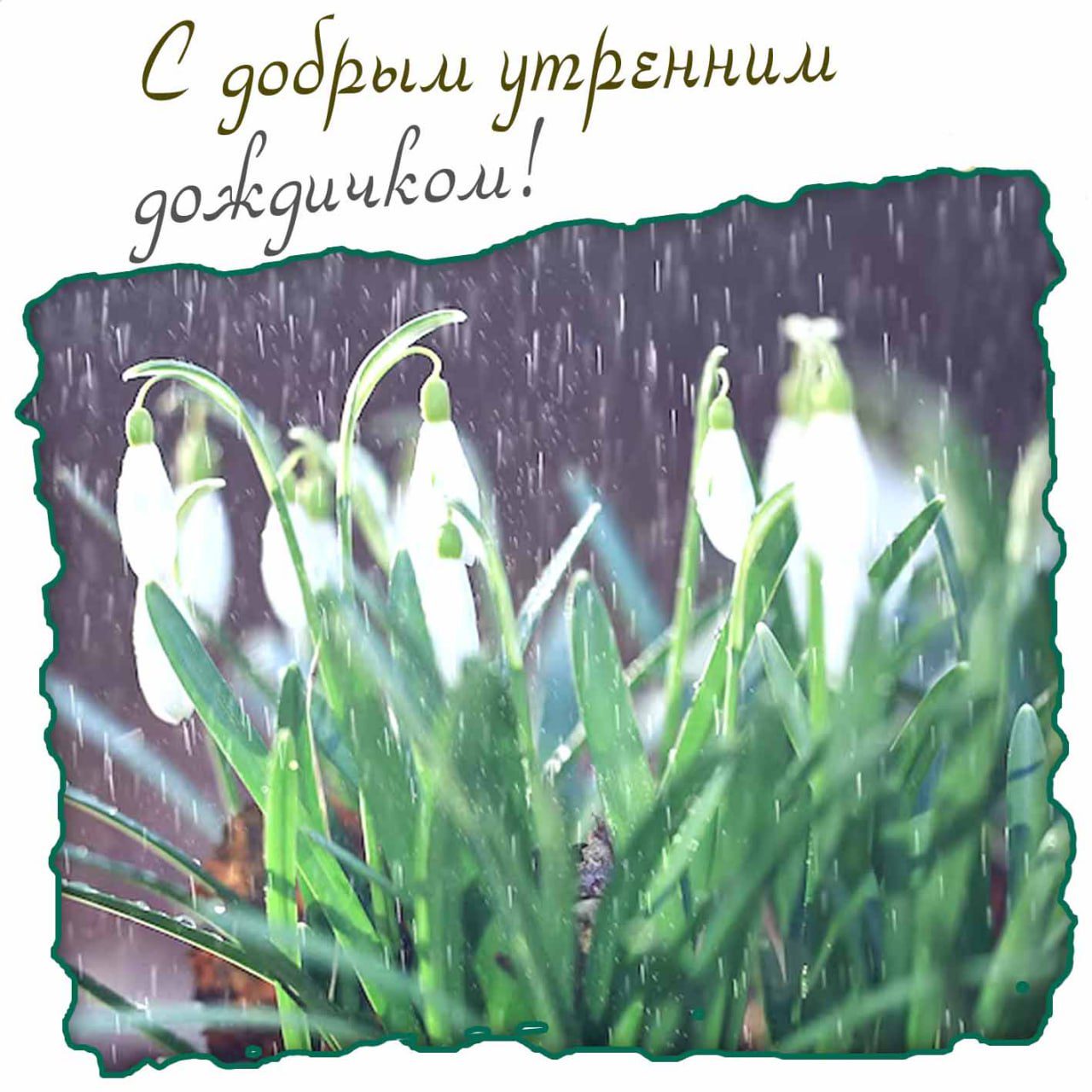 Открытка с цветами в дождливое утро