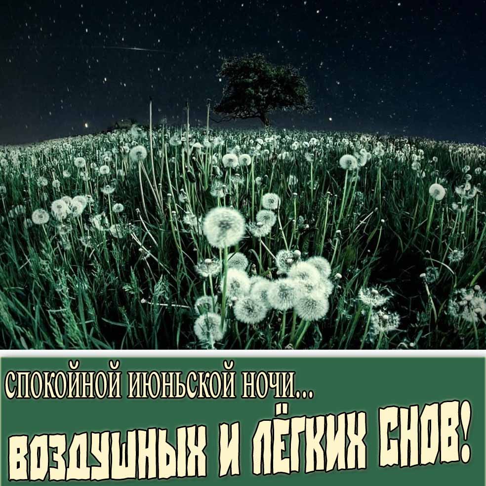 Спокойной июньской ночи! Воздушных и лёгких снов! - открытка с одуванчиками