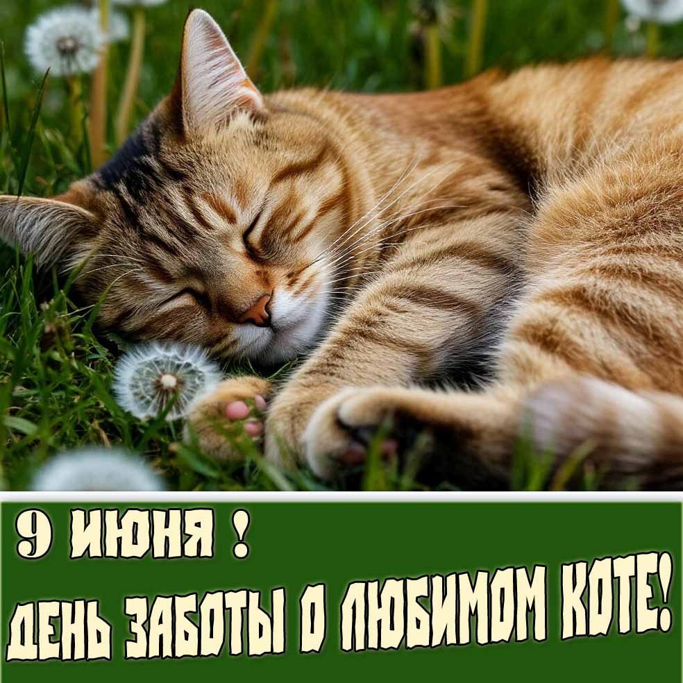 Открытка на праздник 9-го Июня - день заботы о любимом коте