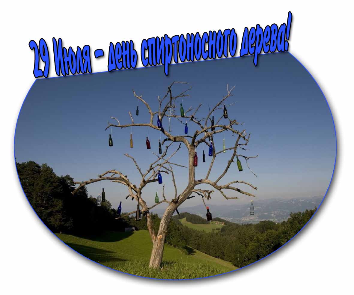 Картинка 29 Июля день спиртоносного дерева
